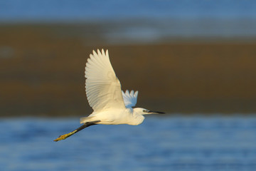 wildlife