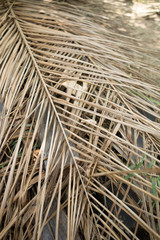 dried palm leaves close up