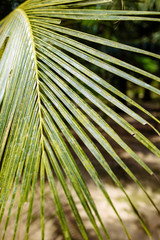 green leaf of a palm tree close up