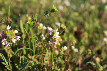 Wildflower in the Garden