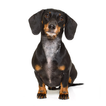 sitting dachshund or sausage dog