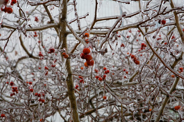 Red berries in frozen drops. After the icy rain.
