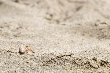 Small Hermit Crab in a pointed conch shell walking away