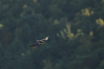 wildlife