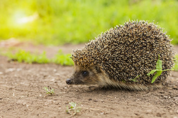 hedgehog in the grass © miwa1408