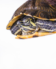 Yellow-bellied turtle slider on white background