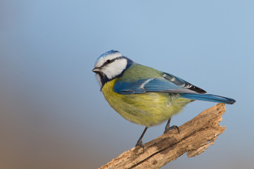 Fototapeta premium wildlife