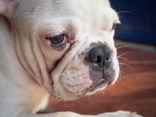 French bulldog playing on the ground