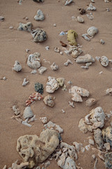 sea cockleshells and corals on the ocean coast
