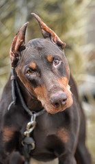 Brown Doberman