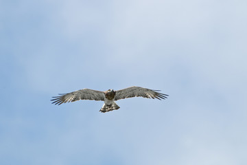 wildlife