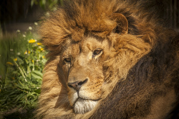 Fototapeta premium lion face