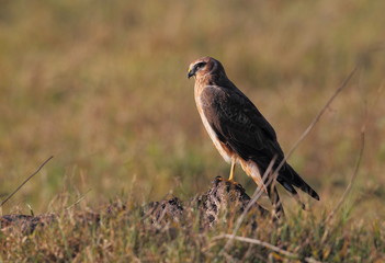 wildlife