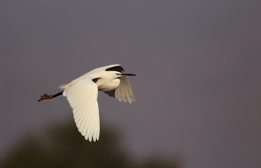 wildlife