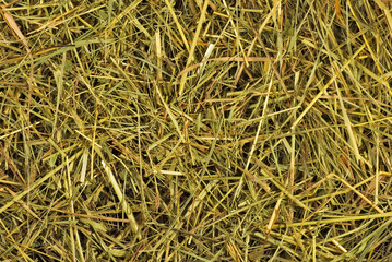  hay as a background