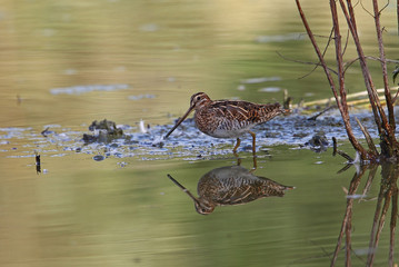 wildlife