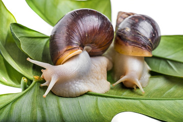  Achatina snail (Lissachatina fulica) pet animal