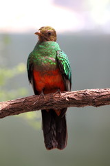 wildlife