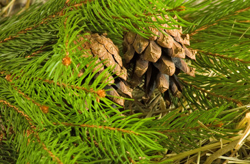 image of a spruce branch closeup