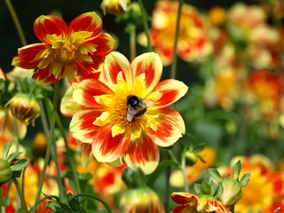 insekten auf blüten © Gerhard