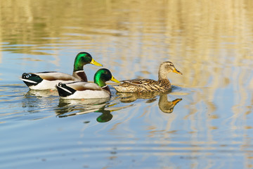 Two Drake and a duck males and female mallards (lat. Anas platyrhynchos), birds of the duck family (Anatidae) detachment of waterfowl (Anseriformes) is floating on the water.