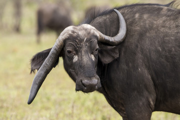 Buffle d'Afrique, Syncerus caffer, Parc national Kruger, Afrique du Sud