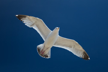Herring Gull in flight against a blue sky (larus argentatus)
