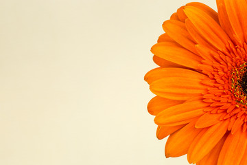 beautiful bright orange gerbera in macro