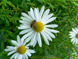 insekten auf blüten