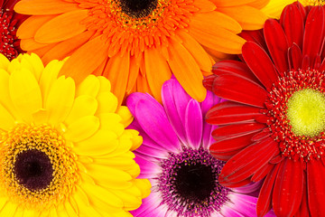 bouquet of gerberas