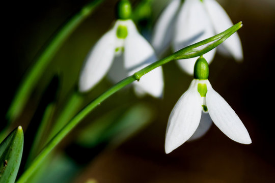 snowdrop water splash