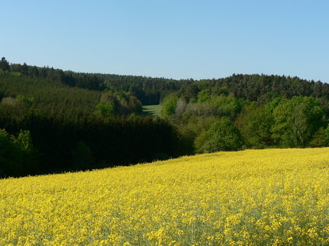 gelbe rapsfelder