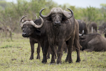 Naklejka premium Buffle d'Afrique, Syncerus caffer, Parc national Kruger, Afrique du Sud