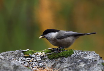 wildlife