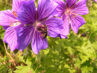 insekten auf blüten