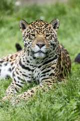 leopard face