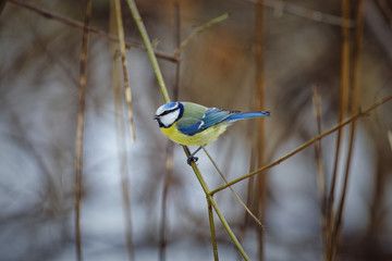 Blue tit (Cyanistes caeruleus)