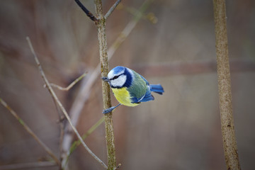 Blue tit (Cyanistes caeruleus)