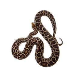Naklejka premium Burmese python on white background