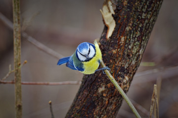 Blue tit (Cyanistes caeruleus)