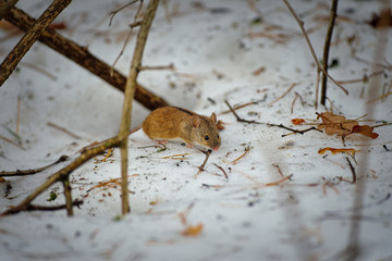 striped field mouse (Apodemus agrarius)