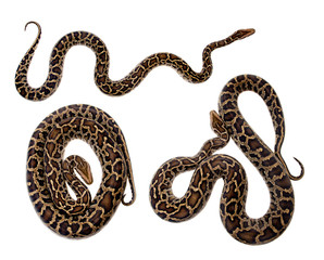 Burmese python on white background