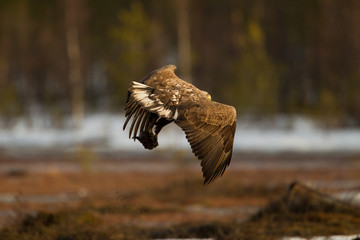 wildlife