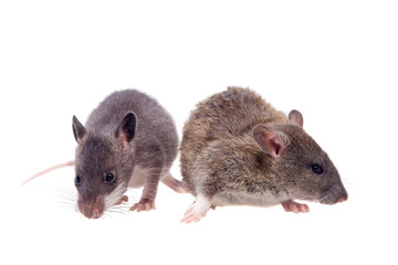 Gambian pouched and common rats, 2 month old, on white