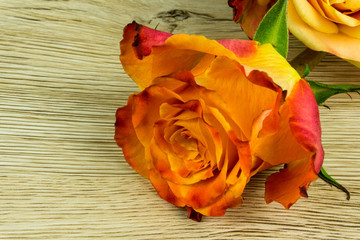 Roses in two colors on a wooden table