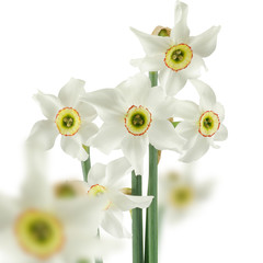 image of narcissus on white background closeup