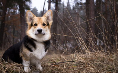 The dog is on a walk. Spring season.