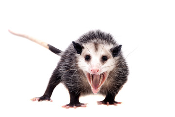 The Virginia opossum, Didelphis virginiana, on white - obrazy, fototapety, plakaty