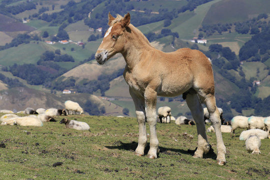 Fohlen unter Schafen in den franz&ouml;sischen Pyren&auml;en bei Urepel, Frankreich