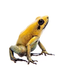 Crédence de cuisine en verre imprimé Grenouille Black-legged poison frog on white